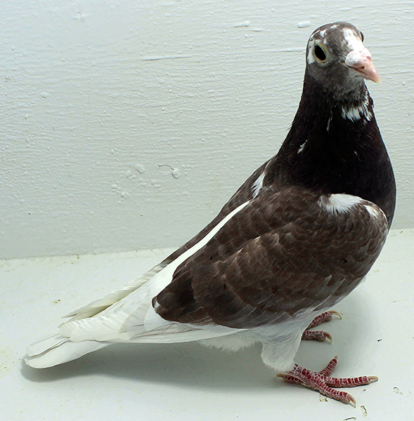 Band: 6862 IPB B 2025